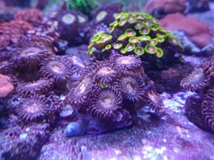 Zoanthus, Korallen Bild 2