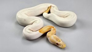 1,0 Python regius, Königspython "Albino Piebald" DNZ 2022