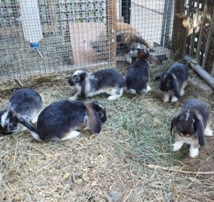 Zwergkaninchen, Zwerg Kaninchen, Widder