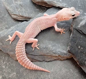 0.1 Super Platinum het. Raptor Leopardgecko 