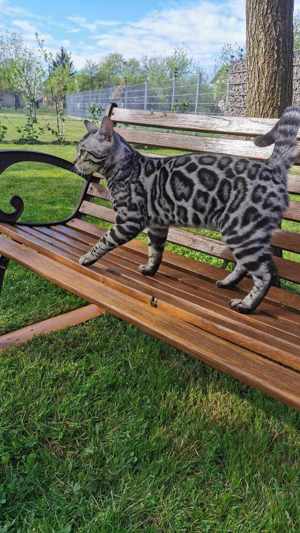Bengal Katze  Bild 8