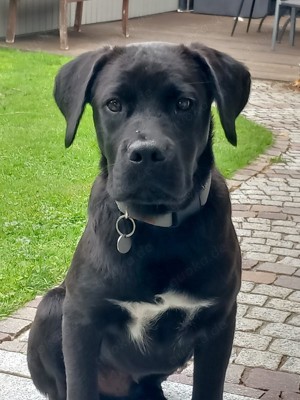 Mischlingsrüde Enzo wahrscheinlich Cane Corso-Mix