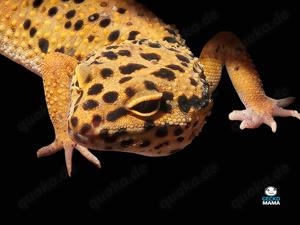 Afghan Tangerine Leopardgecko Weibchen (ID: 214)