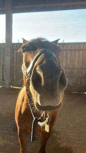  Reitbeteiligung gesucht  