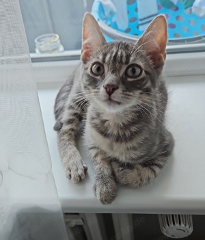 babykatze sucht neues zuhause