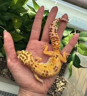 Leopardgecko Weibchen - Nachzucht aus 2022 - Eublepharis macularius