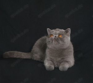 Liebes Exotic Shorthair Mädchen sucht neues Kuschelzuhause 