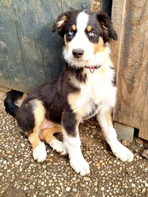 Welpen  Goldi - Collie - Aussie   Hündin