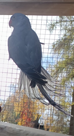 Halsbandsittich kleiner Alexandersittich Jungtiere