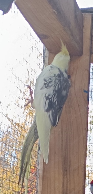 Nymphensittiche in verschiedenen Farben gelb weiß weißkopf gescheckt Bild 4