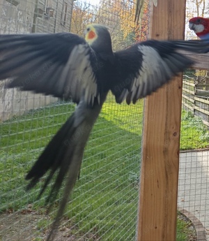 Nymphensittiche in verschiedenen Farben gelb weiß weißkopf gescheckt Bild 6