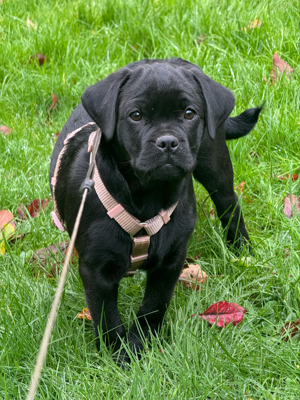 Labrador Welpe (Mix) Hündin. 3 Monate. sehr süss