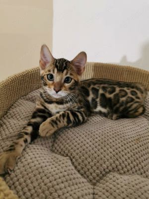 Bengal Katze  Bild 7