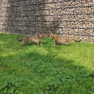 Bengal Katze  Bild 9