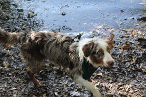 Australian shepherd rüde 