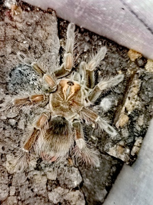 0.1 Pamphobeteus machala ca 5cm KL