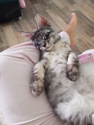 Main coon Traum kuschler 