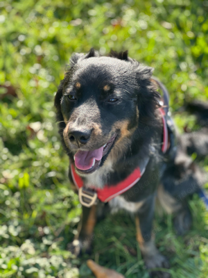 Schäferhund  Australian-Shepherd Mischlings-Hündin, 1 Jahr alt - Kein Anfängerhund