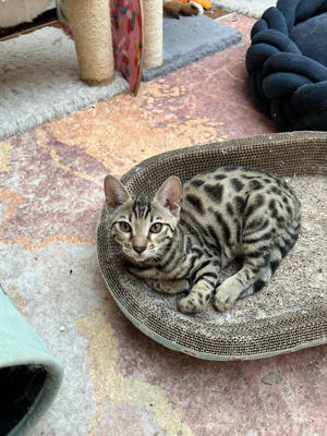 Reinrassige Bengal Katzenbaby , Kitten , entwurmt und geimpft 