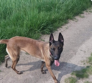 Dringend Malinois Hündin abzugeben 