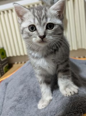 Reinrassige BKH Kitten ( Weibchen)