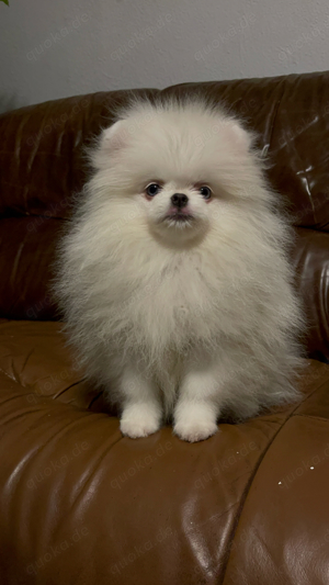 Reinrassige Pomeranian Zwergspitz   