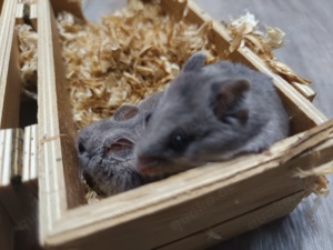 junge chinesische Streifenhamster Hamster der klettern kann wie eine Maus