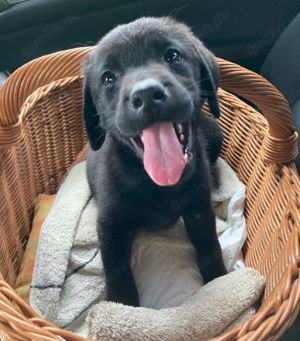 Hochwertige schwarze Labrador-Welpen