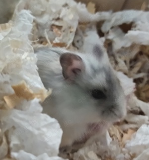 junge dsungarische Zwerghamster dschungarische Hamster Dsungaren Jungtiere Bild 6