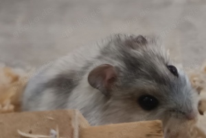 junge dsungarische Zwerghamster dschungarische Hamster Dsungaren Jungtiere Bild 7