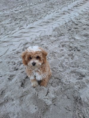 Maltipoo Welpen Rüden