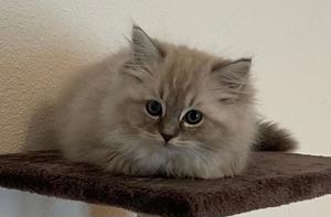 Ragdoll Mädchen Kitten Babies Stammbaum blue mink tabby mitted 