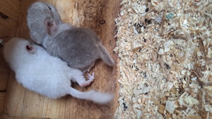 junge Chinchilla in verschiedenen Farben Jungtiere Bild 6