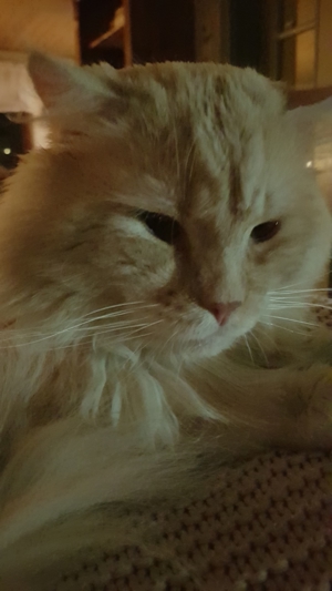 Maine Coon Deckkater sucht Beziehung wenn auch leider nur für eine kurze Zeit :-) Bild 6