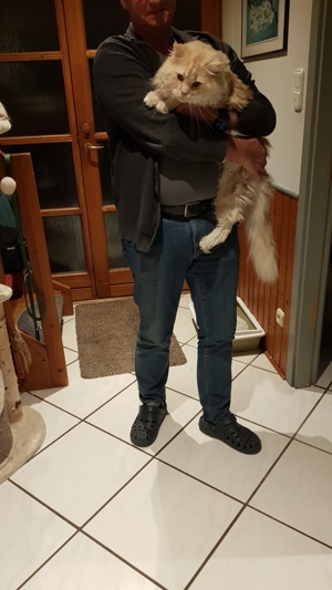 Maine Coon Deckkater sucht Beziehung wenn auch leider nur für eine kurze Zeit :-) Bild 5