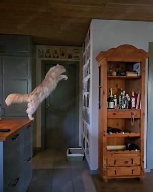 Maine Coon Deckkater sucht Beziehung wenn auch leider nur für eine kurze Zeit :-) Bild 8