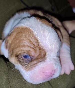 OEB Welpen  Old English Bulldog Welpen 