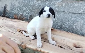 Fröhlicher Kasper sucht sein Körbchen