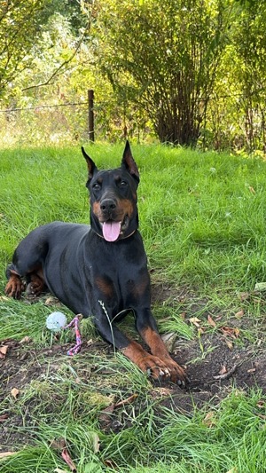 Dobermann Hündin sucht liebevolles Zuhause  