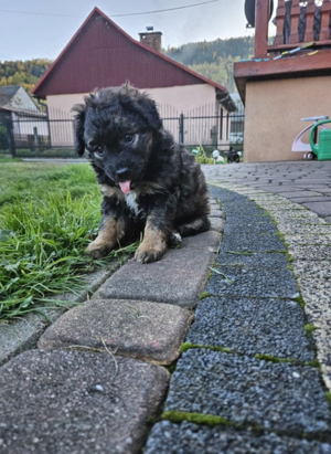 Maltipoo Welpe 