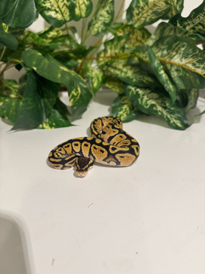 0.1 Baby Mojave Yellow Belly Königspython