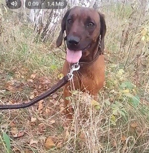 Bayrische Gebirgsschweißhündin Thea, 4 Jahre