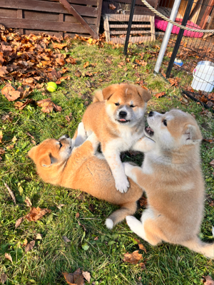 Reinrassige, japanische Akita Inu Welpen