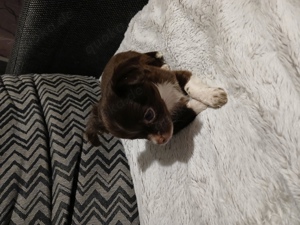 Chihuahua 