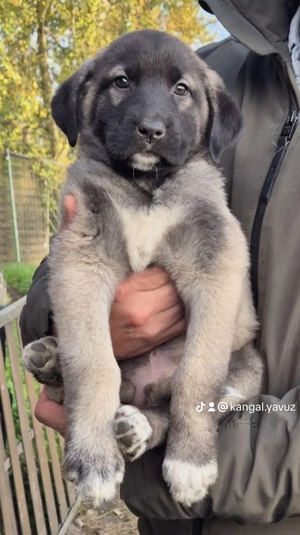 Reinrassige Kangal welpen Panerlinie Pantersoyu 