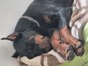 Dobermann Hündin  1 jahr 