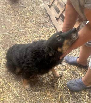 Violetta wünscht sich einen Platz zum Ausruhen Bild 2