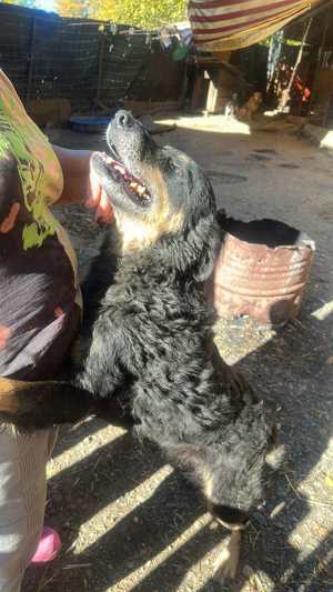 Violetta wünscht sich einen Platz zum Ausruhen Bild 3