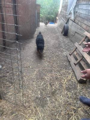 Violetta wünscht sich einen Platz zum Ausruhen Bild 6