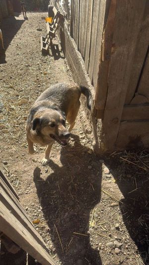 Vida sucht ein Zuhause  Bild 4